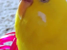 Otto's Story