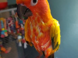 Soggy chimkem
