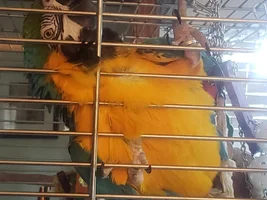What is my Macaw up to?
