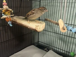 Flock Thread Volume 2