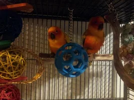 New to forum and being a bird owner