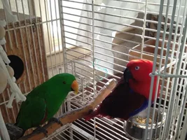 Newbie to Forum - lost my Female today