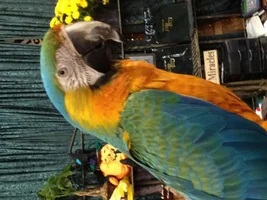 Take my bird to lunch.