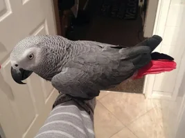 Sex my African gray