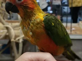 Do I have a red factor jenday conure?