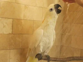 Knucky's First Shower!!!