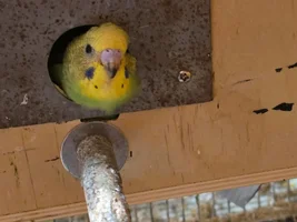 OK so attempt two.   Not my attempt The budgies insist.