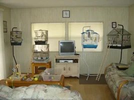 living in a tiny room with 17 birds