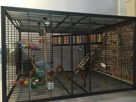 Budgies not getting along?