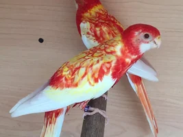 Rosellas breeding