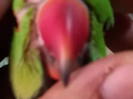Feathers losing