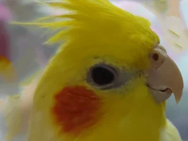 Hello my cocktail here his eye been like that for more than five months he  close it mostly and its a little red I noticed dischargebutitwasonlyonetim