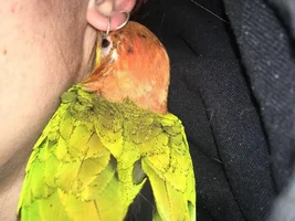 Does your parrot sleep with you?