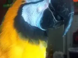 bump on face