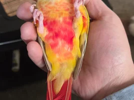Suncheek Conure