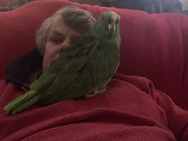 Bingo is going to the doctor