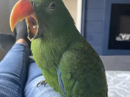 What does bird happiness look like?