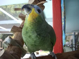 About Macaws