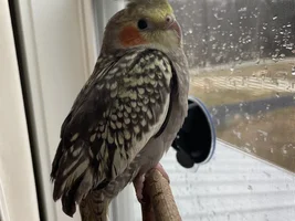 Male or female? I get it’s early, guesses are still appreciated!