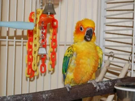 tips on bonding with baby sun conure