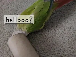 Teeko