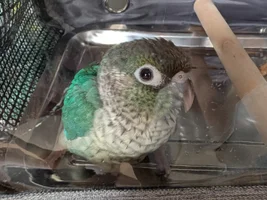 Hi I've just bought a beautiful green cheek conure