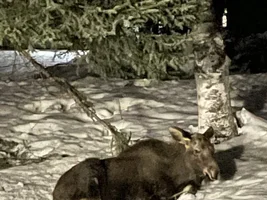 Not a pet but a moose!