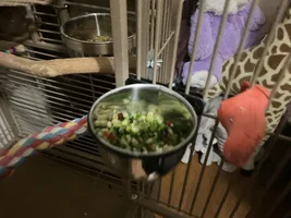Chop!