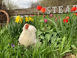 Poultry?