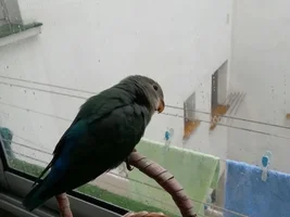 Bitey Bird!