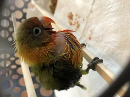 Meet Mango! 😁