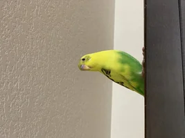 Gender of Two Parakeets