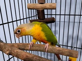 Hi ,i'm a new green cheek pinapple conure owner he/she is called beaker i was told both parents are yellow sided