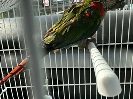 Bringing home a new green cheek conure
