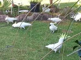 Native cockatoos