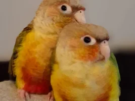 💛 Loving Home Needed for Two Bonded Pineapple Green Cheek Conures-Located in SW Florida💛