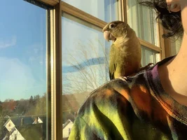 Considering an ekkie