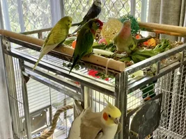 A sweet little birdie called Lovejoy 💖