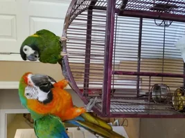 Special Hybrid Macaw Baby