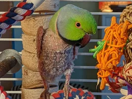 The Continuing Capers of Companion-ing Cotton