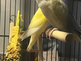 Lovebird mutation