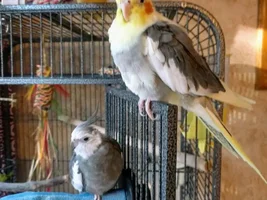 One legged Cockatiel