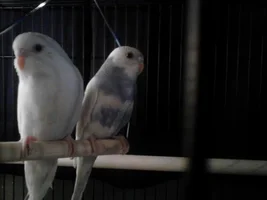 Parakeet Question
