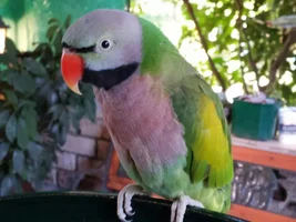 Show Off Your Bird!