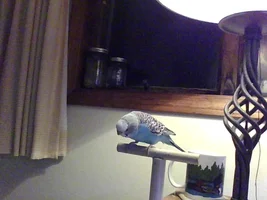 Official budgie photo thread!