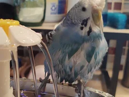 Wet chickens!!