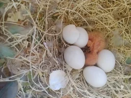 Can you guess a parrot that young?