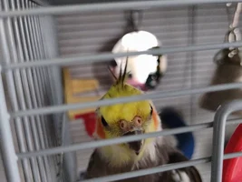 Hi, I'm new and need some advice desperately (today if possible)