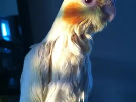 Concerned about baby Cockatiel