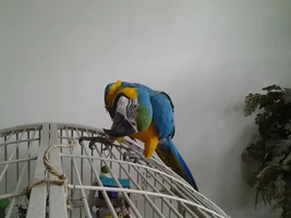 Roscoe is crazy